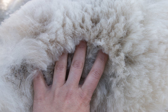 Women's Palm On Pile Of White Alpaca Fleece