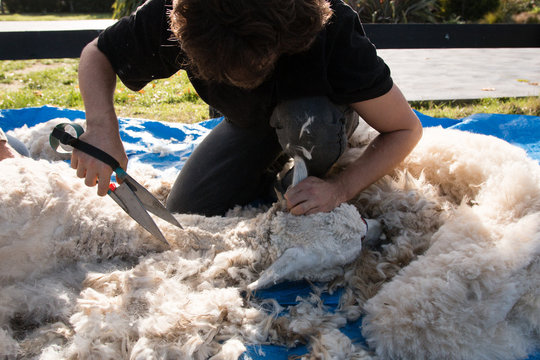 Alpaca blade shearing