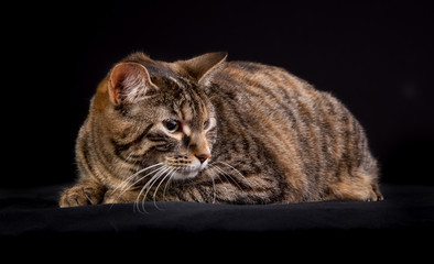 Domestic cat
