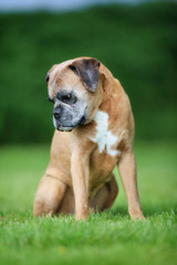 Purebred Boxer dog