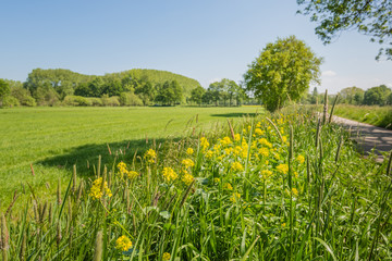 Rural Dutch landscape in the spring season
