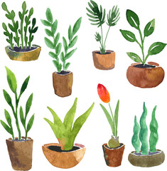 Fototapeta na wymiar watercolor drawing home plants