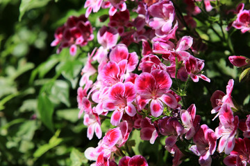 ぺラルゴニウム