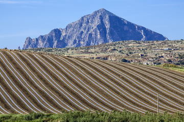 Meloni