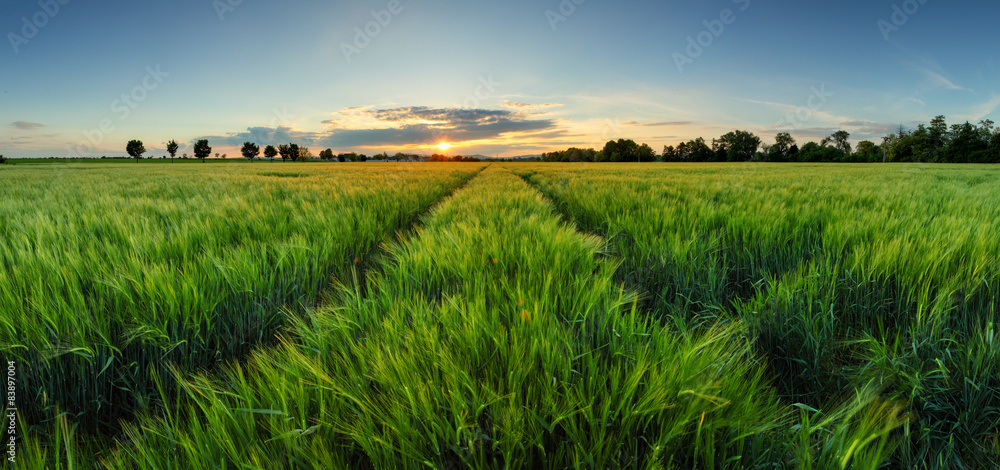 Poster Sunset over wheat field with path