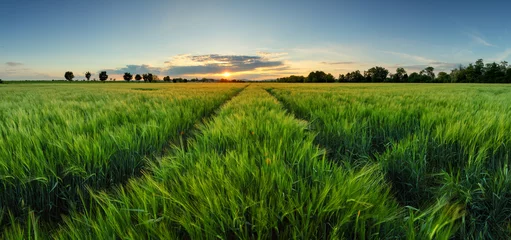 Crédence de cuisine en verre imprimé Campagne Sunset over wheat field with path