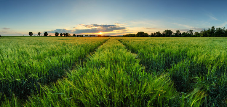 Sunset over wheat field with path