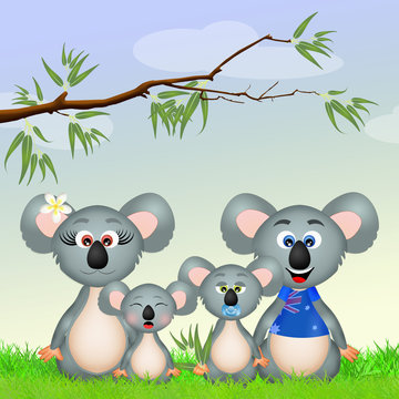 koalas family