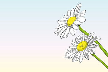 Two daisies against clear background