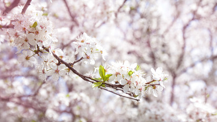 Cherry flowers, abstract spring backgrounds