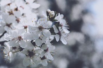 Cherry flowers, abstract spring backgrounds