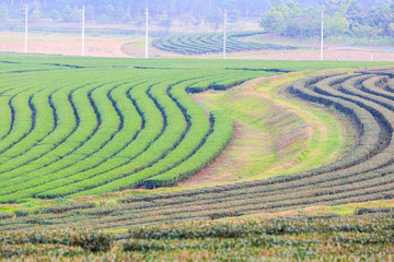 Green tea field plantation in thailand