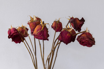 Withered roses