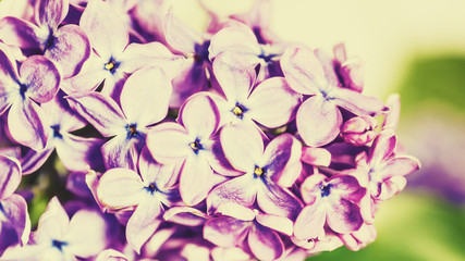 Lilac flowers, abstract floral backgrounds