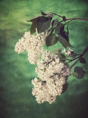 lilac flowers. grungy floral backgrounds