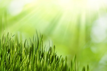 Naklejka na ściany i meble Abstract natural backgrounds with green grass and beauty bokeh