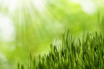 Fototapeta na wymiar Abstract natural backgrounds with green grass and beauty bokeh