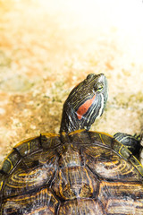 red eared slider turtle