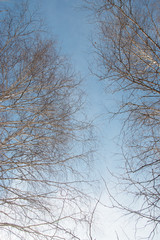 Fototapeta na wymiar birch branches against the sky