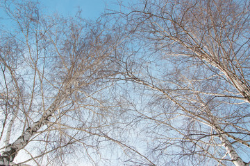 Fototapeta na wymiar birch trees against the sky