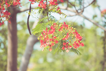 Caesalpinia pulcherrima flower in vintage retor color tone