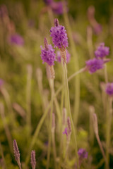 Fototapeta na wymiar lavender flowers