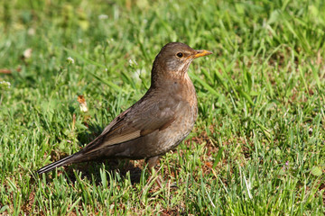 Fototapeta premium Turdus merula