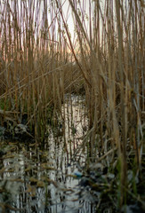 Swamp