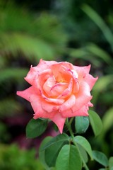 Beautiful roses with the nature