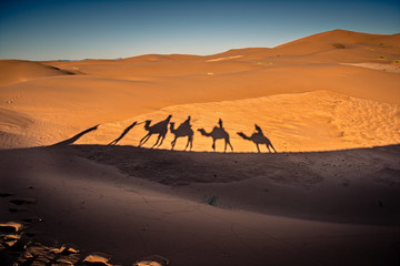 Long shadows of camel caravan in the desert