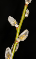 Willow on a black background