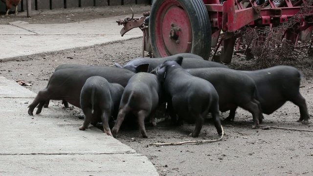 Hungry small domestic pigs
