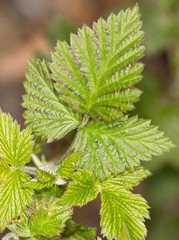 young raspberry leaves on a branch