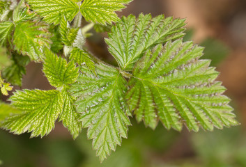 young raspberry leaves on a branch