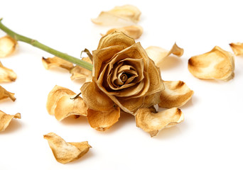 Obraz premium Dry rose flower