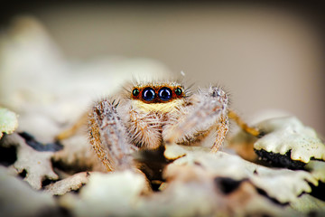 Portrait of jumping spider. Russian nature