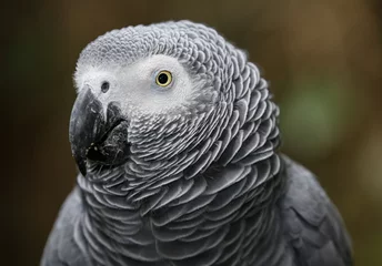 Wandcirkels aluminium African Gray Parrot Portrait © Duncan Noakes
