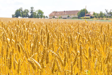 Weizen auf einem Feld