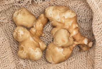 Jerusalem artichoke tubers on sacking