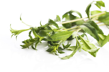 Goji leaf isolated on white background