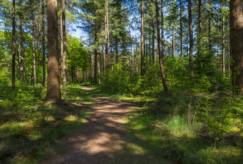 Foliage of a forest in sunlight in spring