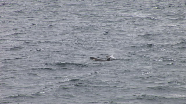 A pod of Orca in Hope Bay Antarctica 