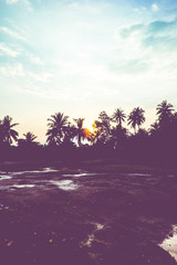 vintage filter : silhouette landscape of coconut tree ,tropical