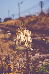 vintage filter:Dried yellow plant at railway.