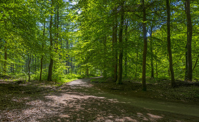 Foliage of a forest in sunlight in spring