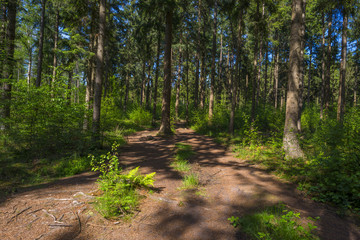 Foliage of a forest in sunlight in spring