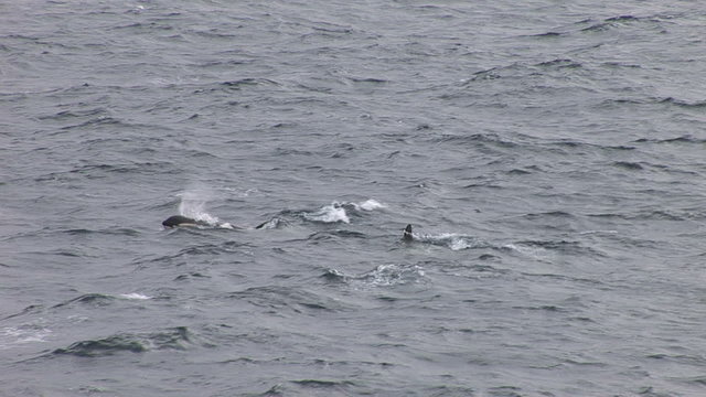A pod of Orca in Hope Bay Antarctica 