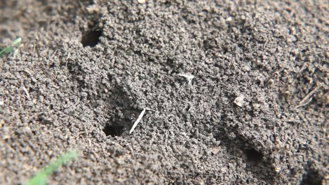 Ants crawling on the anthill