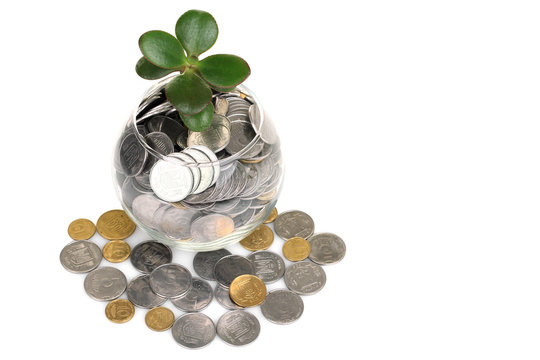 money tree sprout  with coins