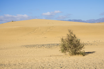 Dunes of Maspalomas